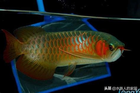 辣椒紅龍幼魚|紅龍魚之辣椒紅龍魚簡介